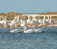 Birds in flight