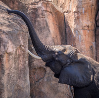 Elephants for printing.