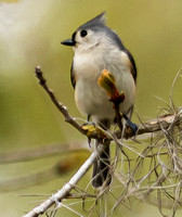 Titmouse Bird of FL Botanical Gardens 2025
