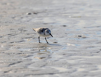 Little bird and its' reflection alone