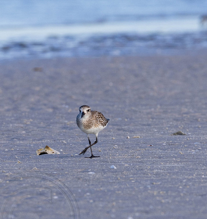 Dancing bird on North Beach