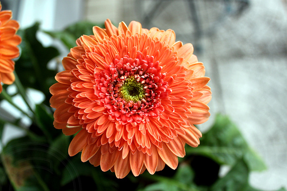 A Gerber flower just for you!