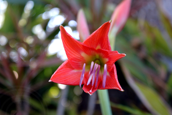 Lilly flower in bloom!