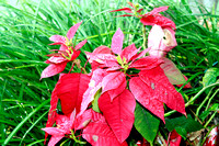 Poinsetta's are one of my favorites!