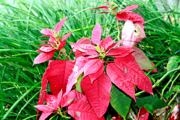 Poinsetta's are one of my favorites!