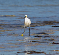 Great White Egret again